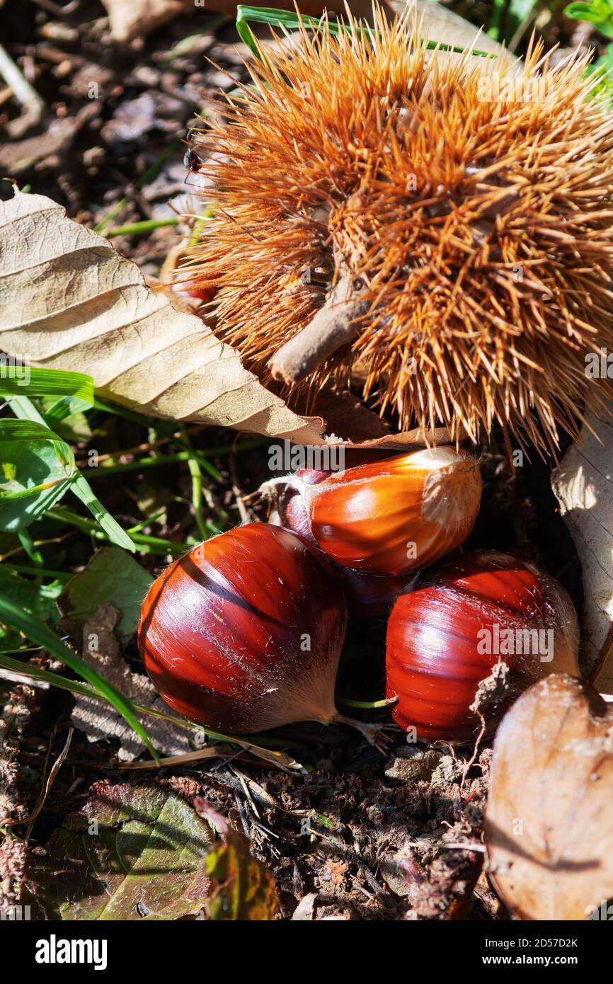 Nahaufnahme von Kastanien liegen auf dem Boden neben Stachelbur. Herbst, Waldfutter und Naturkonzepte Stockfoto