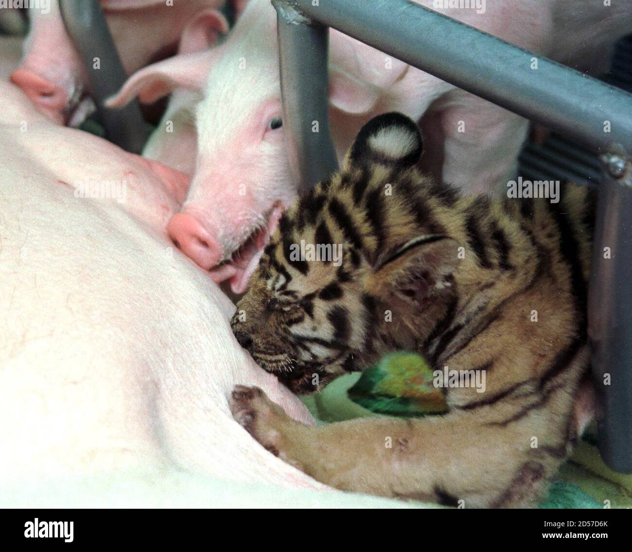Ein Einmonatiges Tigerjunges Und Ferkel Saugen Milch Von Einer Sau Im Zoo In Sriracha Ostlich Von Bangkok Juli 25 Zwei Schweine Werden Verwendet Um Die Tigerjungen Zu Saugen Wahrend Sich Die Tigerin