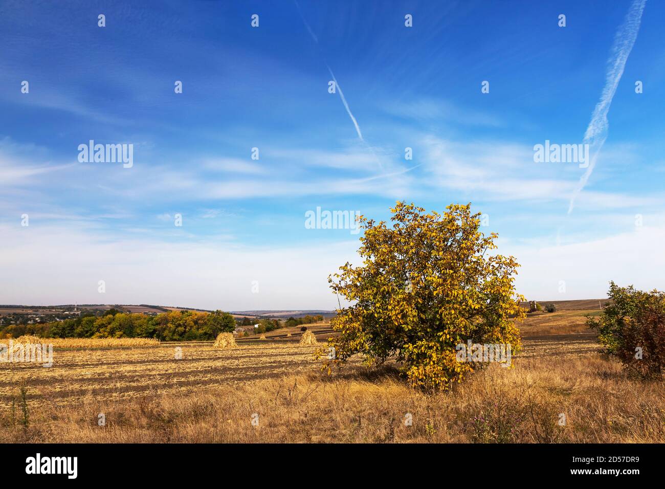 Herbstliche Landschaft. Gelbes Feld und blauer Himmel. Stockfoto