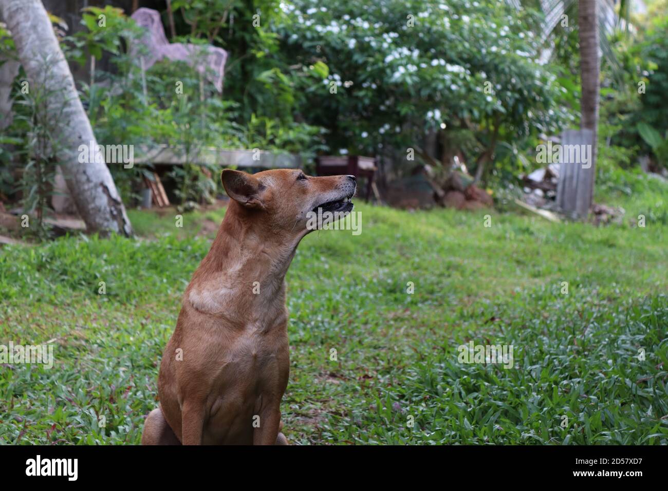 2013 war sie obdachlos. Ich rettete sie. Rund 7 Jahre ist sie glücklich mit meiner Familie. Stockfoto