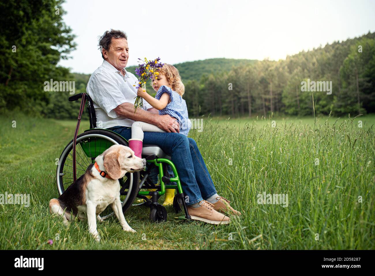 Kleines Mädchen mit älteren Großvater im Rollstuhl und Hund auf einem Spaziergang auf der Wiese in der Natur. Stockfoto