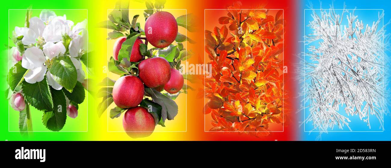 Collage aus vier Bilder für jede Jahreszeit: Frühling, Sommer, Herbst und Winter. Stockfoto