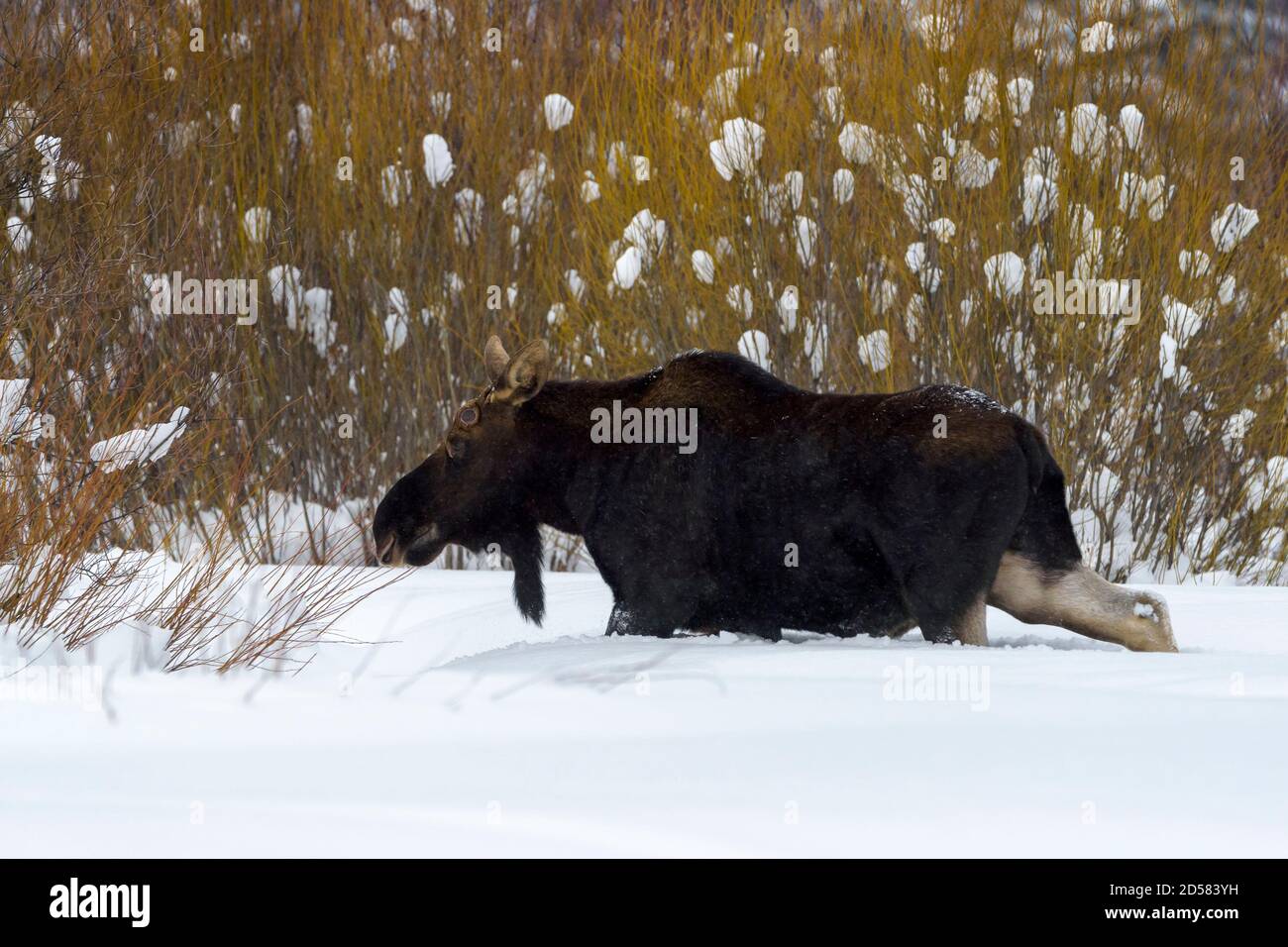 Elche (Alces alces) Wandern im Wald und Tiefschnee, Lamar Valley, Yellowstone National Park, Wyoming, USA. Stockfoto