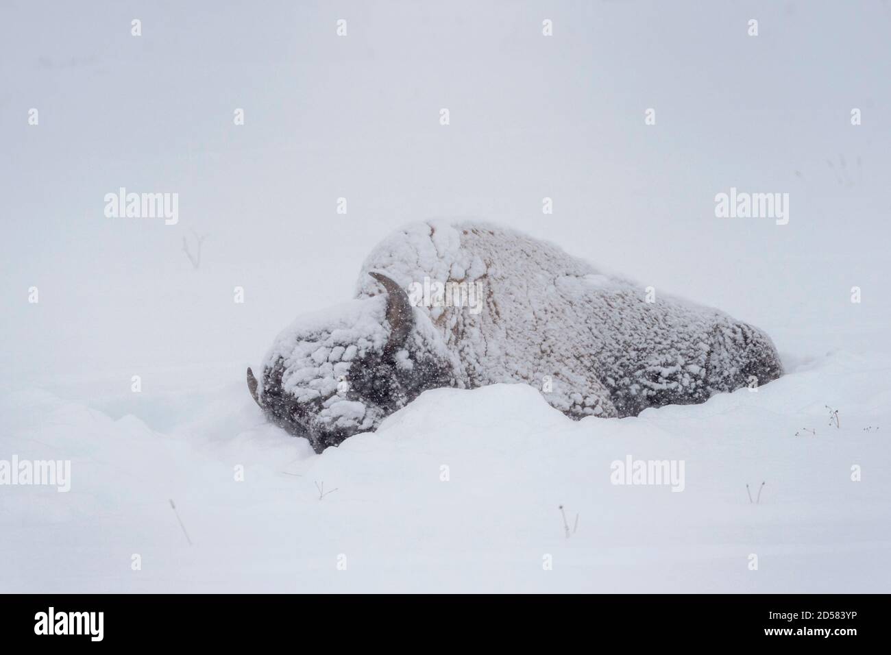 American Bison (Bison Bison) liegt im Schnee bei starkem Schneesturm, Yellowstone National Park, Wyoming, USA Stockfoto