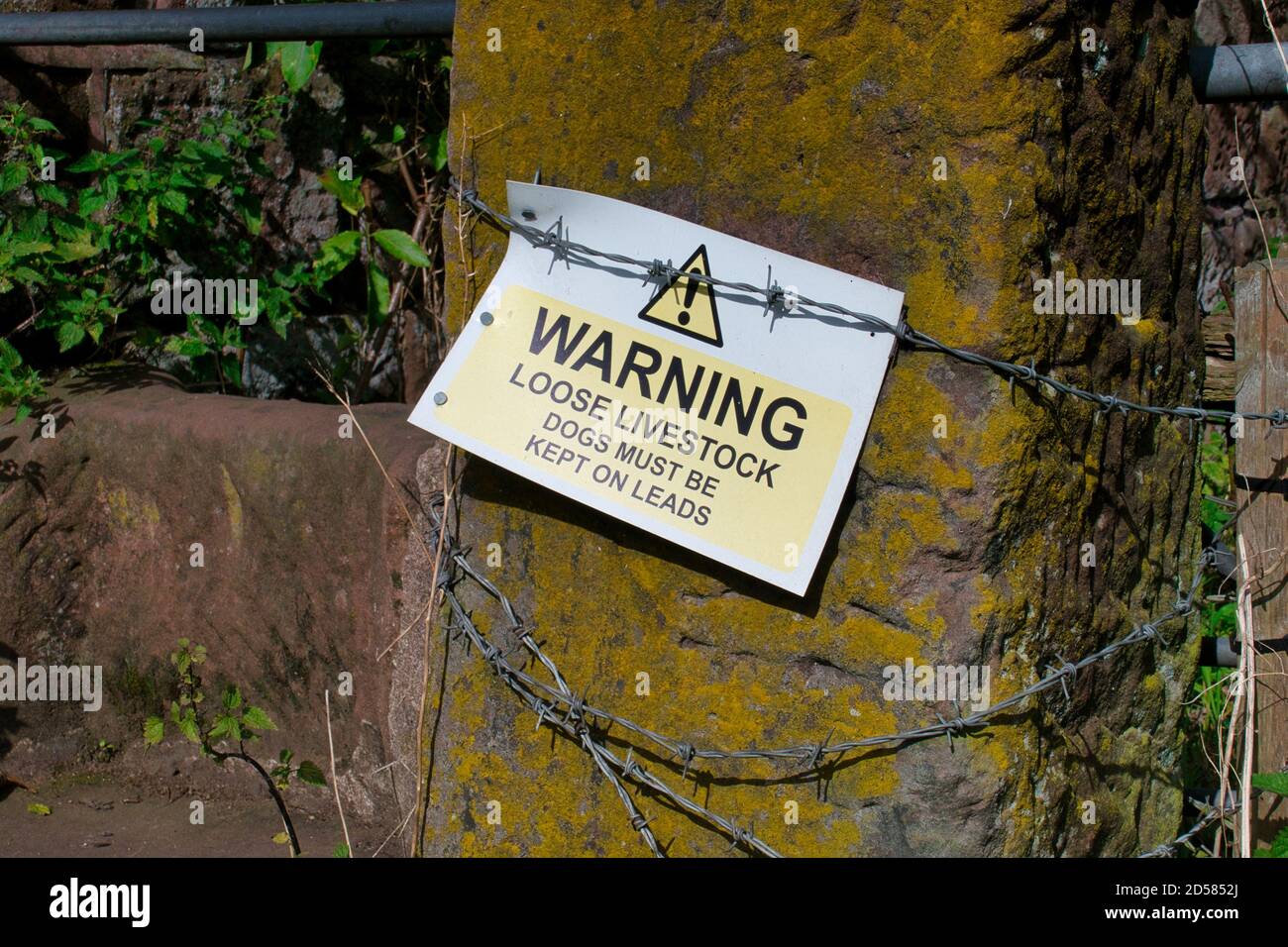 Ein Plastikschild, das an einer Sandsteinsäule mit Stachelhaken befestigt ist Wire warnt Hundebesitzer, dass Vieh in der lose ist Feld, das sie eingeben Stockfoto