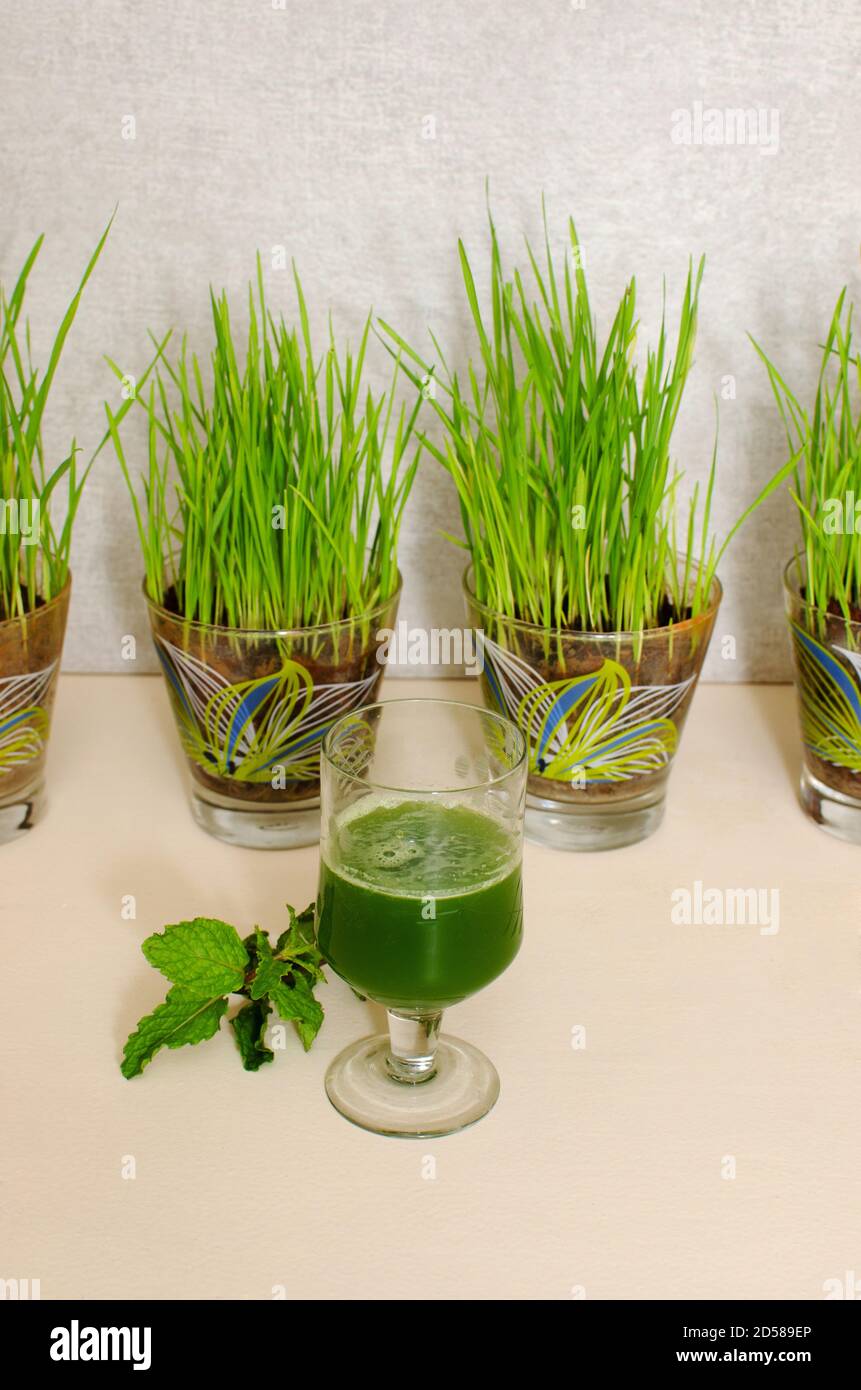 Weizengras, Triticum aestivum Pflanze eine super potente Gesundheit Lebensmittel. In der Regel als frischer Saft konsumiert. Glas mit frischem Saft im Vordergrund Stockfoto