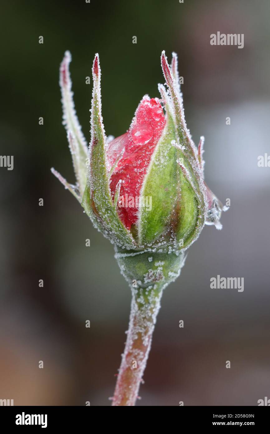 rosebud mit weißem Frost im Wintergarten Makro Stockfoto