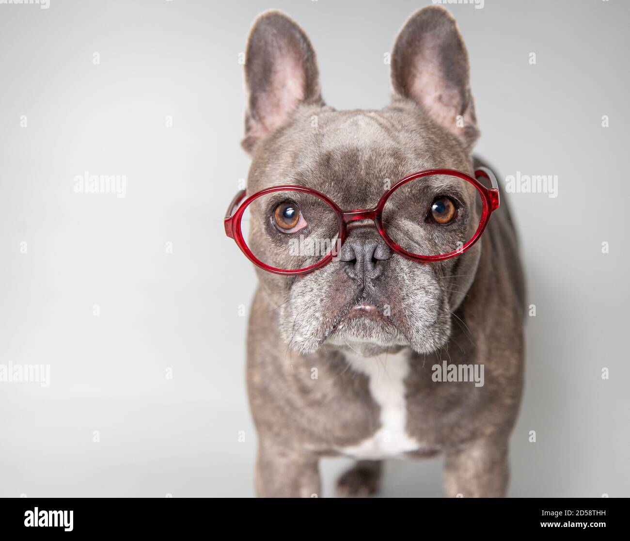 Porträt einer grauen französischen Bulldogge mit Brille Stockfoto