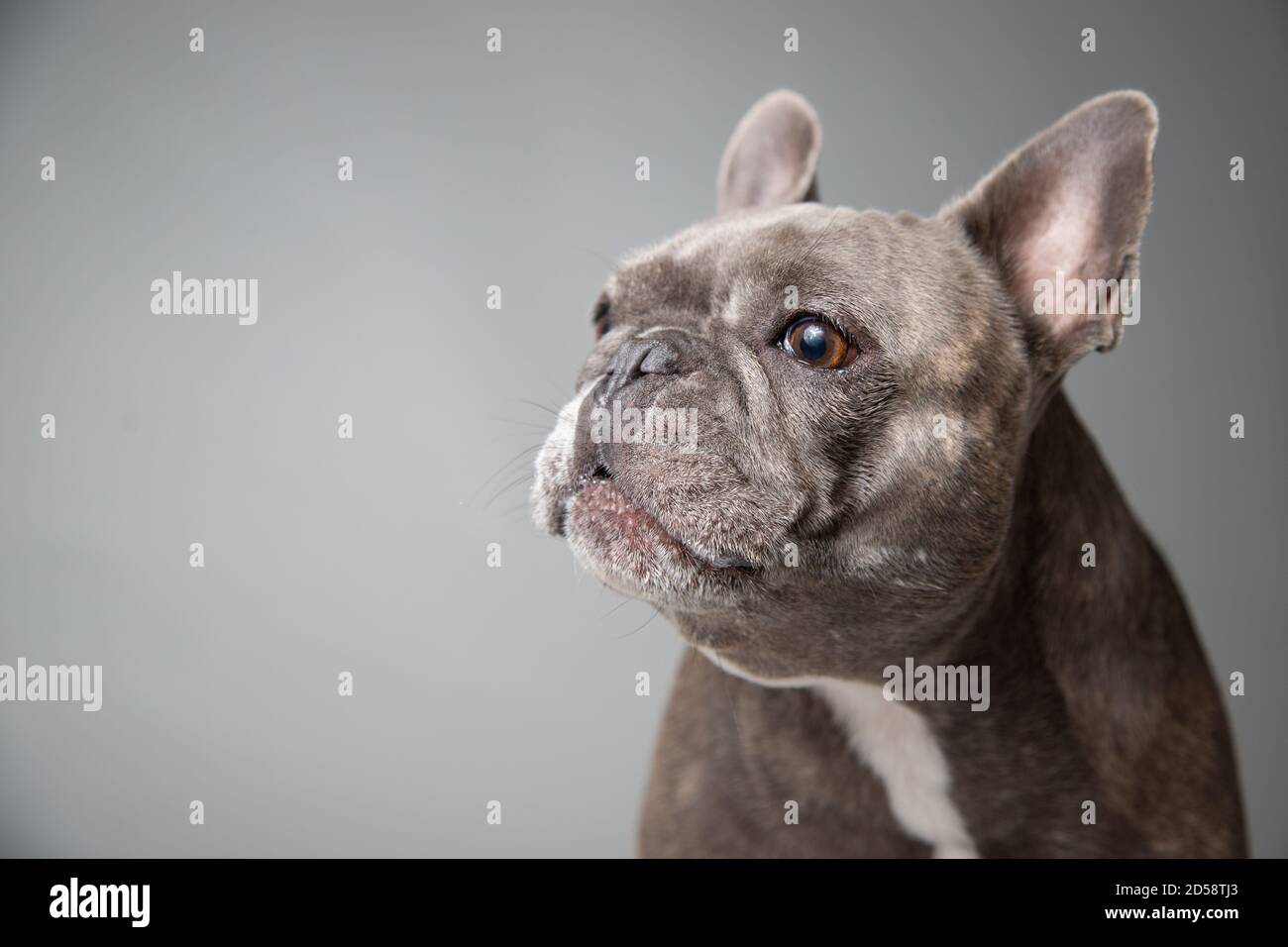 Porträt einer grauen französischen Bulldogge, die seitwärts schaut Stockfoto
