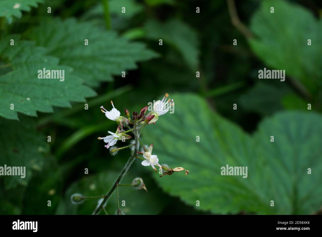 Große Hexenkräuter-Blume Stockfoto