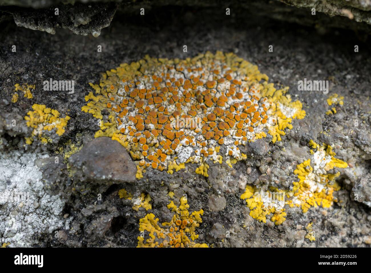 Gemeine Orange Flechte oder Xanthoria parietina, wächst in einer Steinmauer. Stockfoto