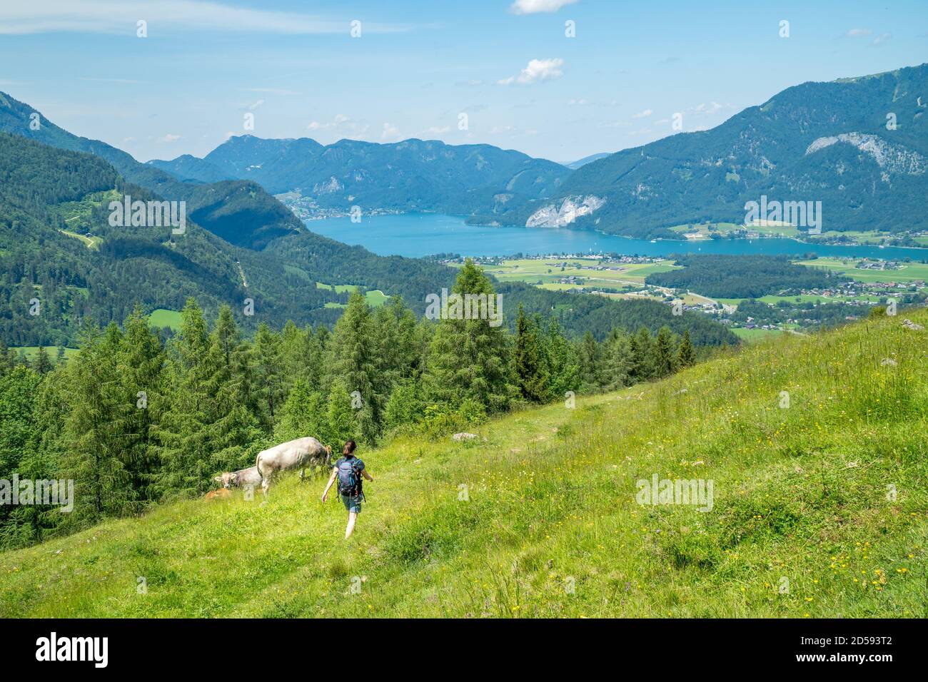 Frau beim Wandern an weidenden Kühen beim Wolfgangsee, Salzkammergut, Salzburg, Österreich Stockfoto