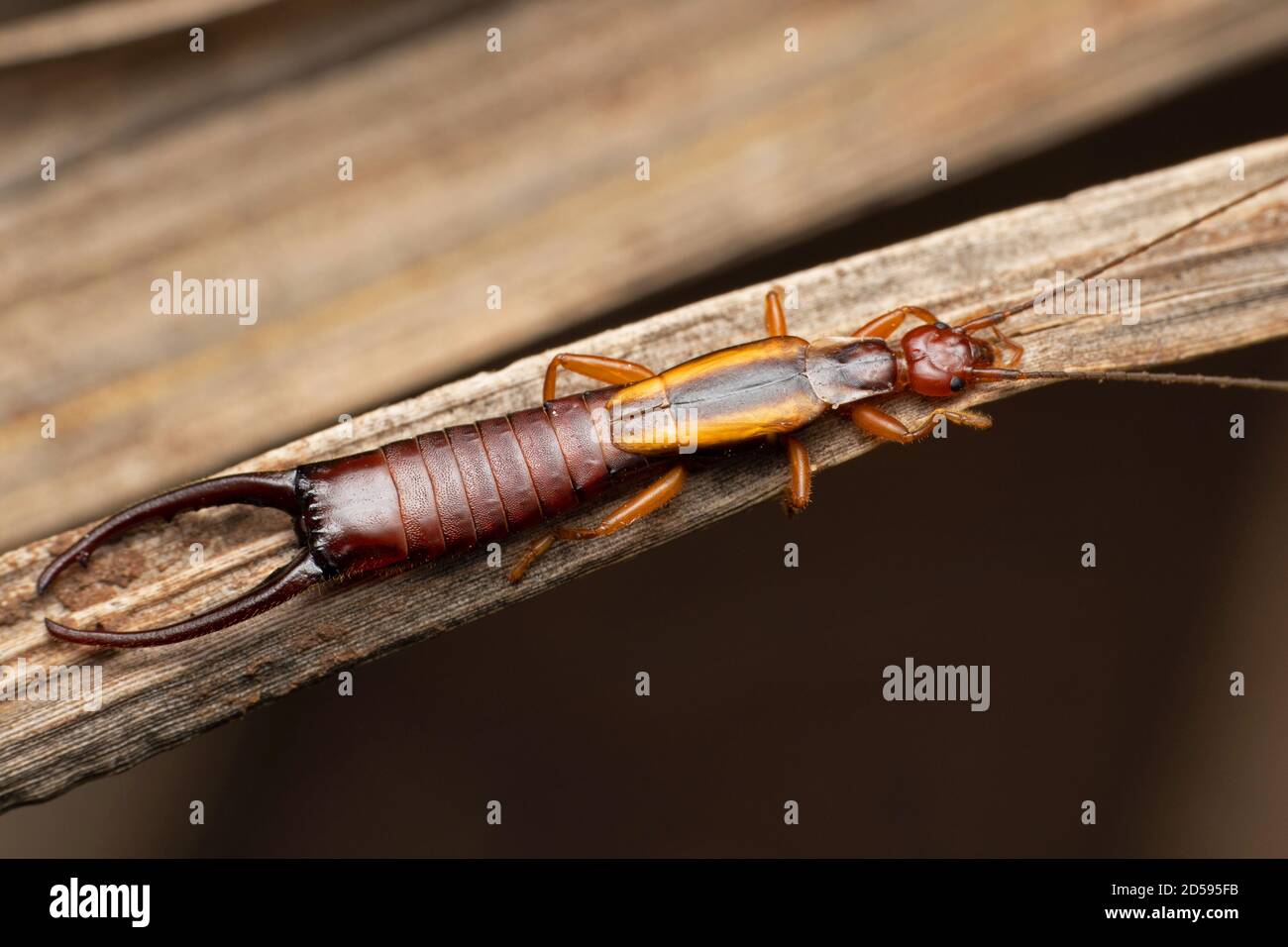 Europäische Earwig, Forficula auricularia, Satara, Maharashtra, Indien Stockfoto