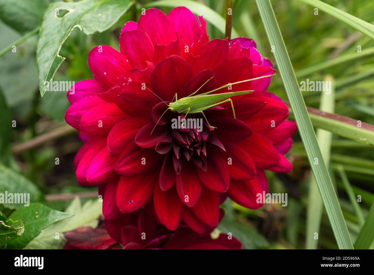 Der Garten Dahlia von Dahlia pinnata in Frankreich. Der große grüne Käfer ist eine Heuschrecke oder Sauterelle. Stockfoto