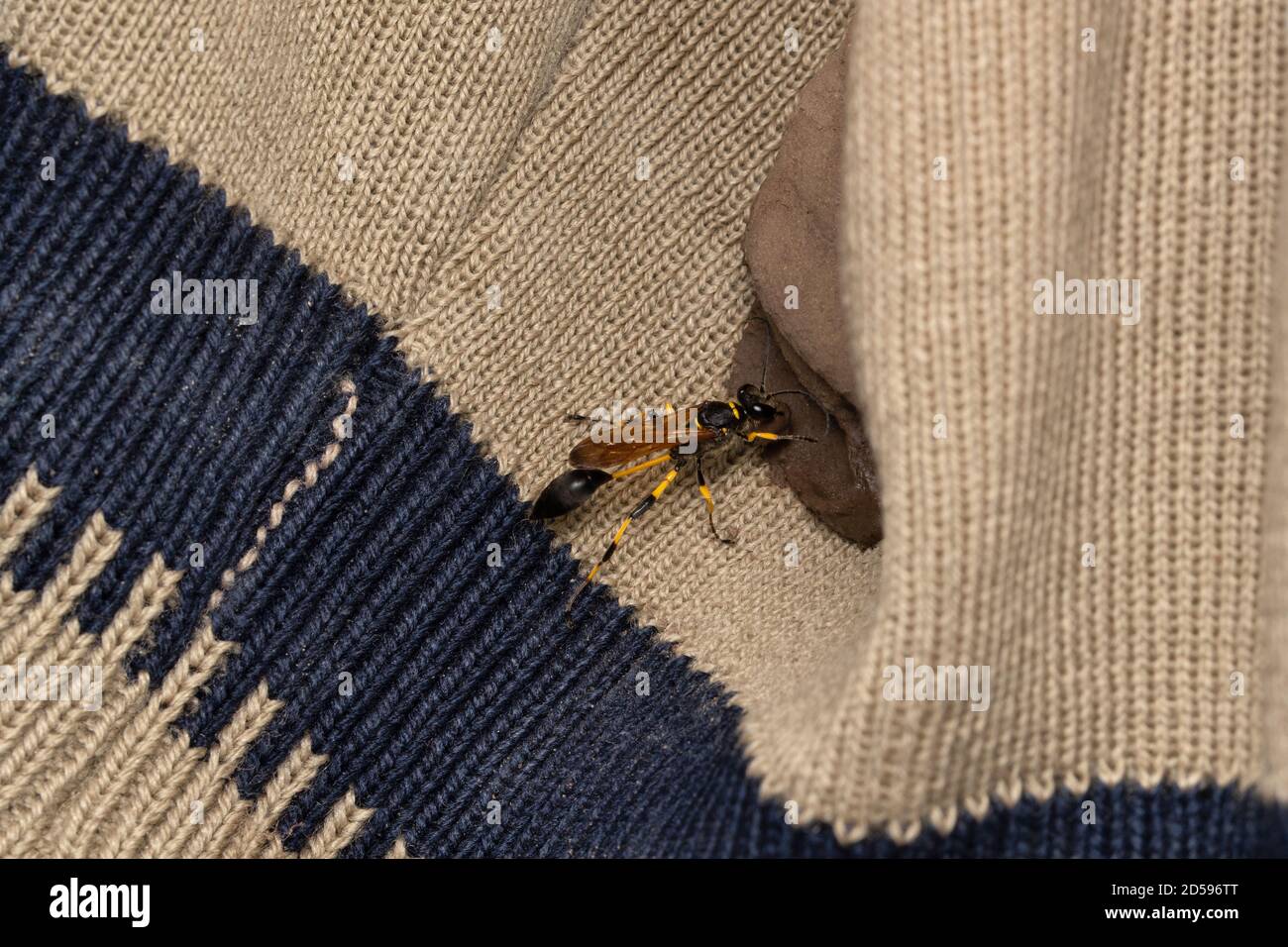 Mud Daubler Wasp, Sceliphron caementarium, Satara, Maharashtra, Indien Stockfoto