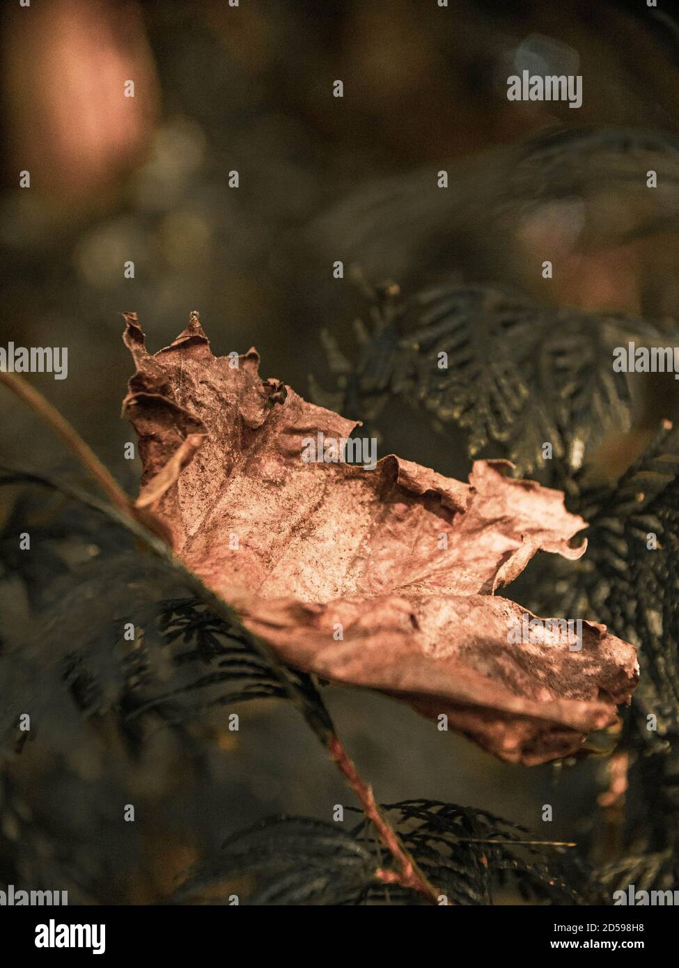Naturfotografie Herbst Stockfoto