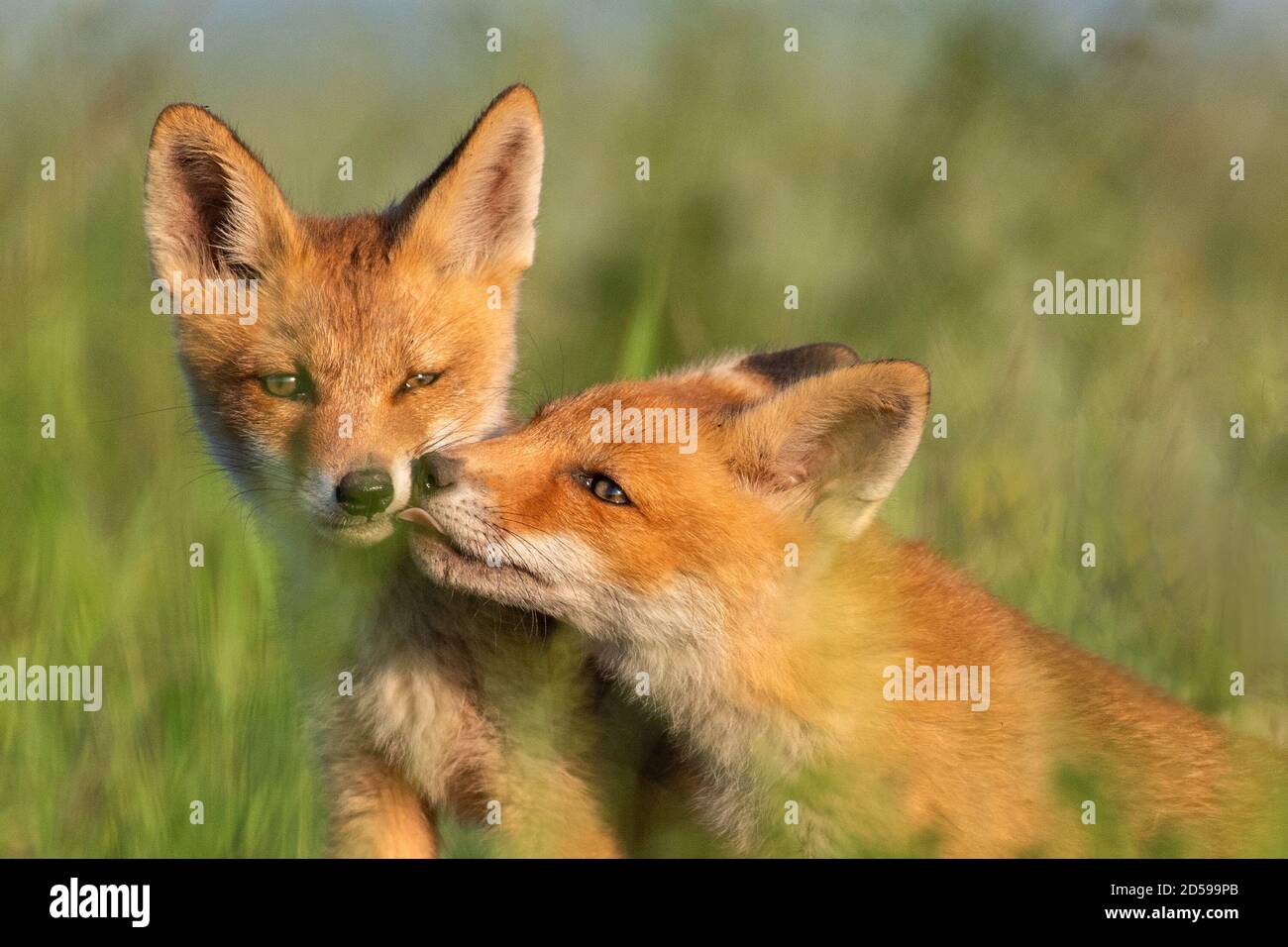 Zwei junge rote Füchse im Gras auf einem schönen Licht. Stockfoto