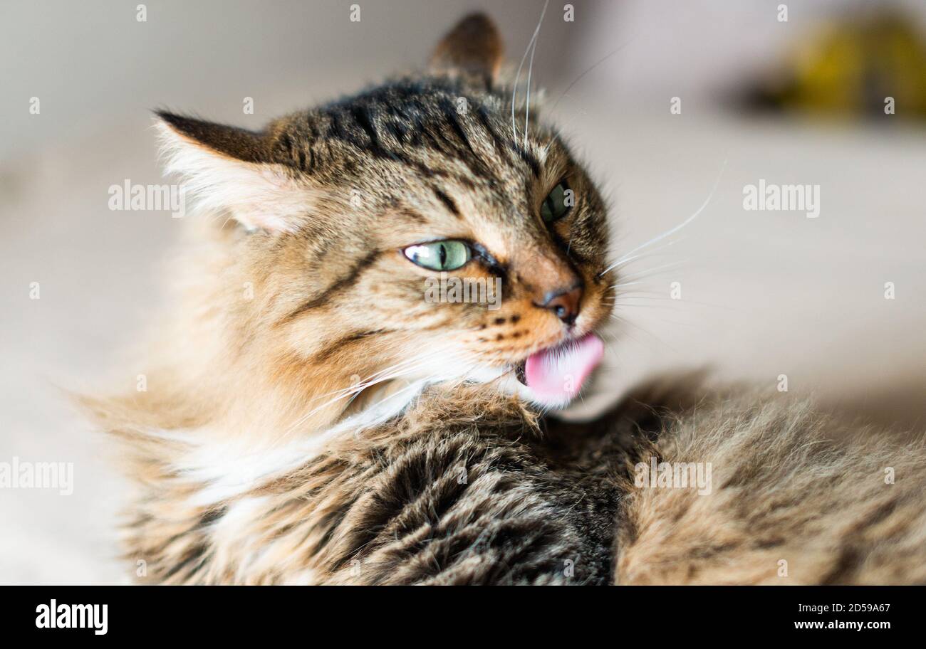 Nette Katze leckt sich Stockfoto