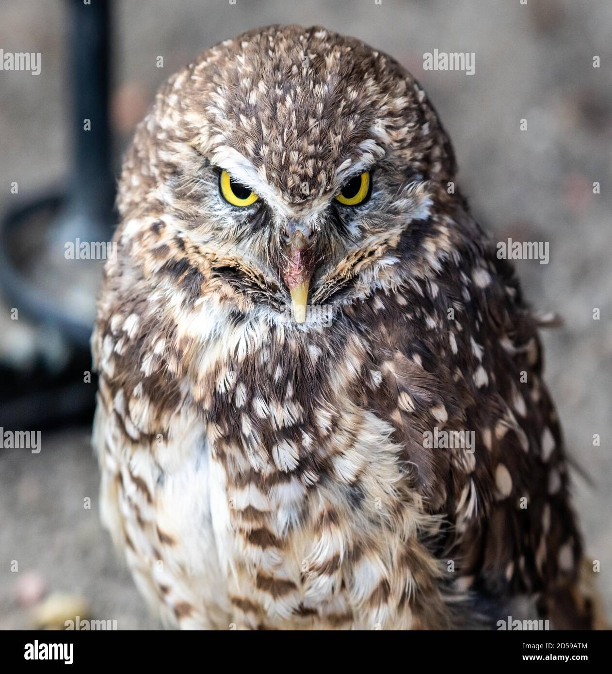 Nahaufnahme eines Burrowing Owl, Kanada Stockfoto
