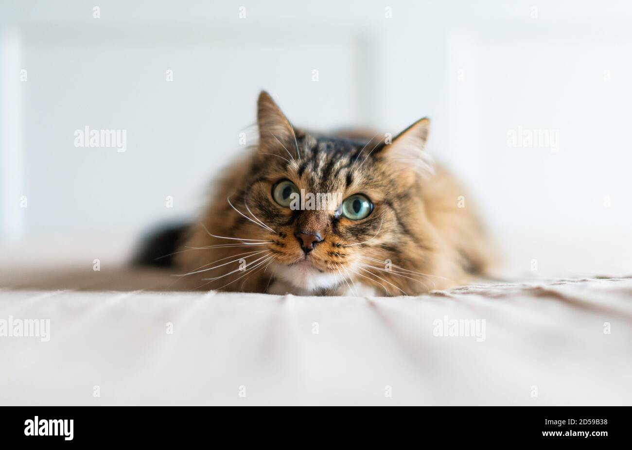 Grau gestreifte Katze liegt auf dem Bett Stockfoto