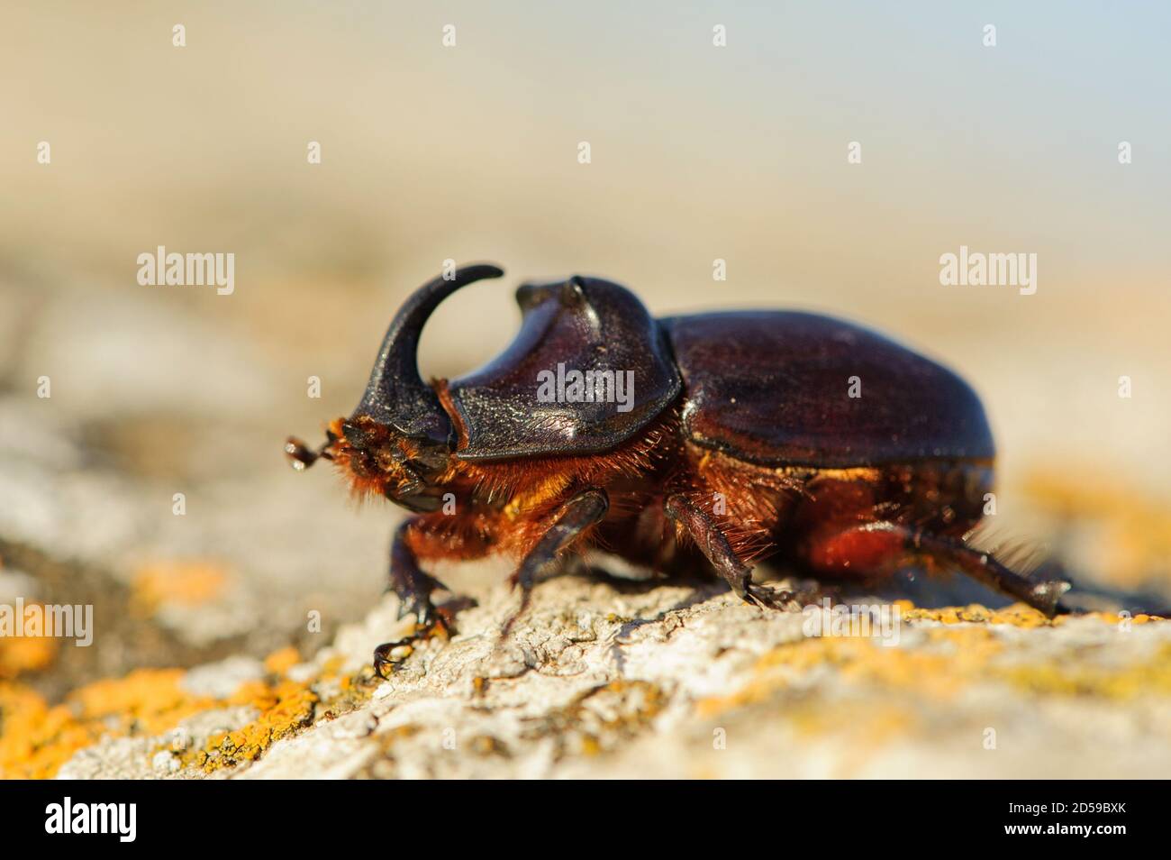 Europäischer Nashornkäfer in freier Wildbahn - Oryctes nasicornis. Stockfoto