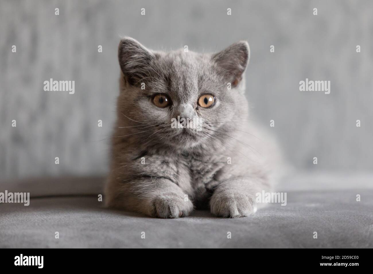 Porträt eines britischen Kurzhaar-blauen Kätzchens, das auf dem Teppich liegt Stockfoto