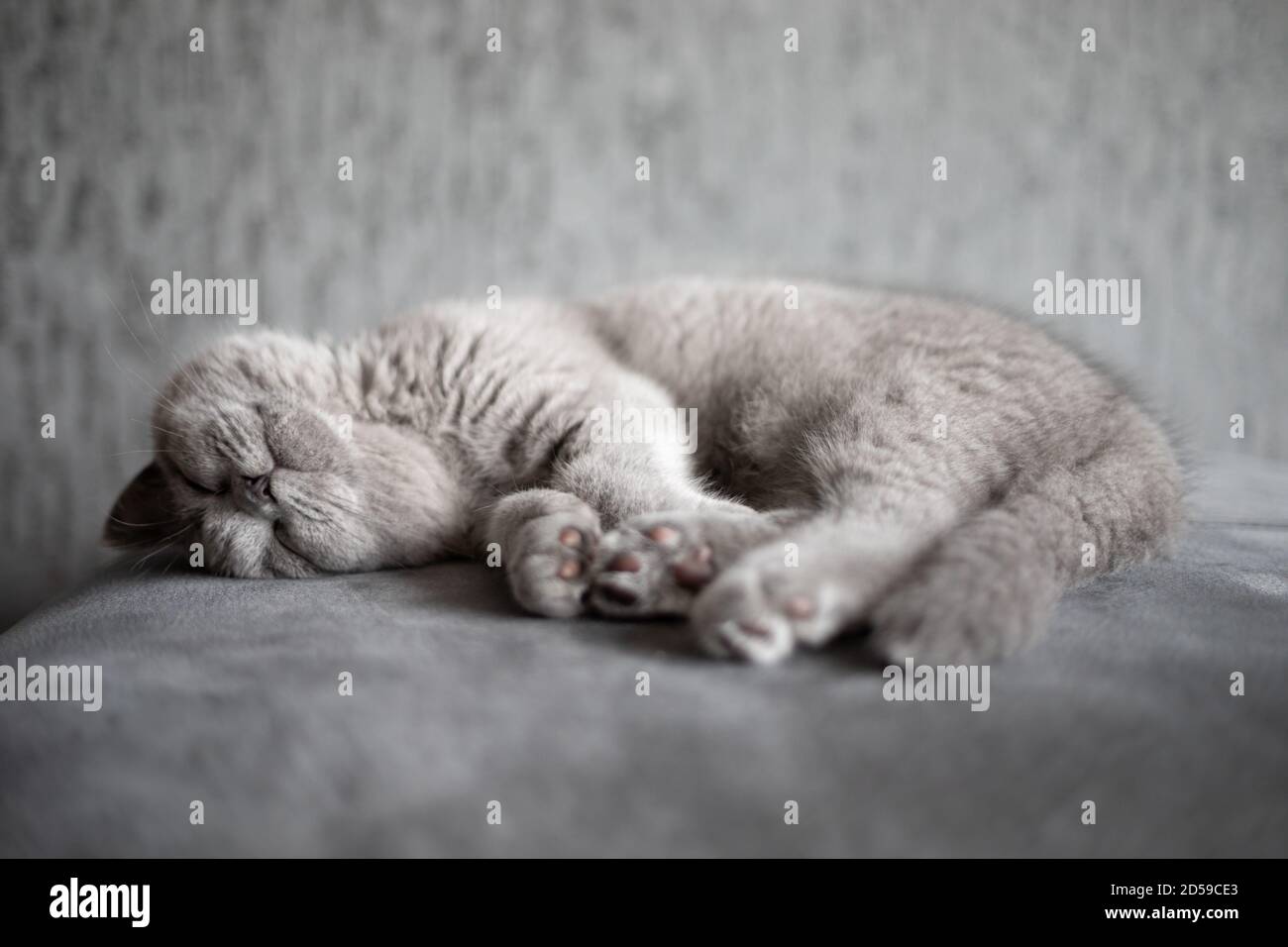 Porträt eines britischen Kurzhaar-blauen Kätzchens, das auf dem Teppich liegt Stockfoto