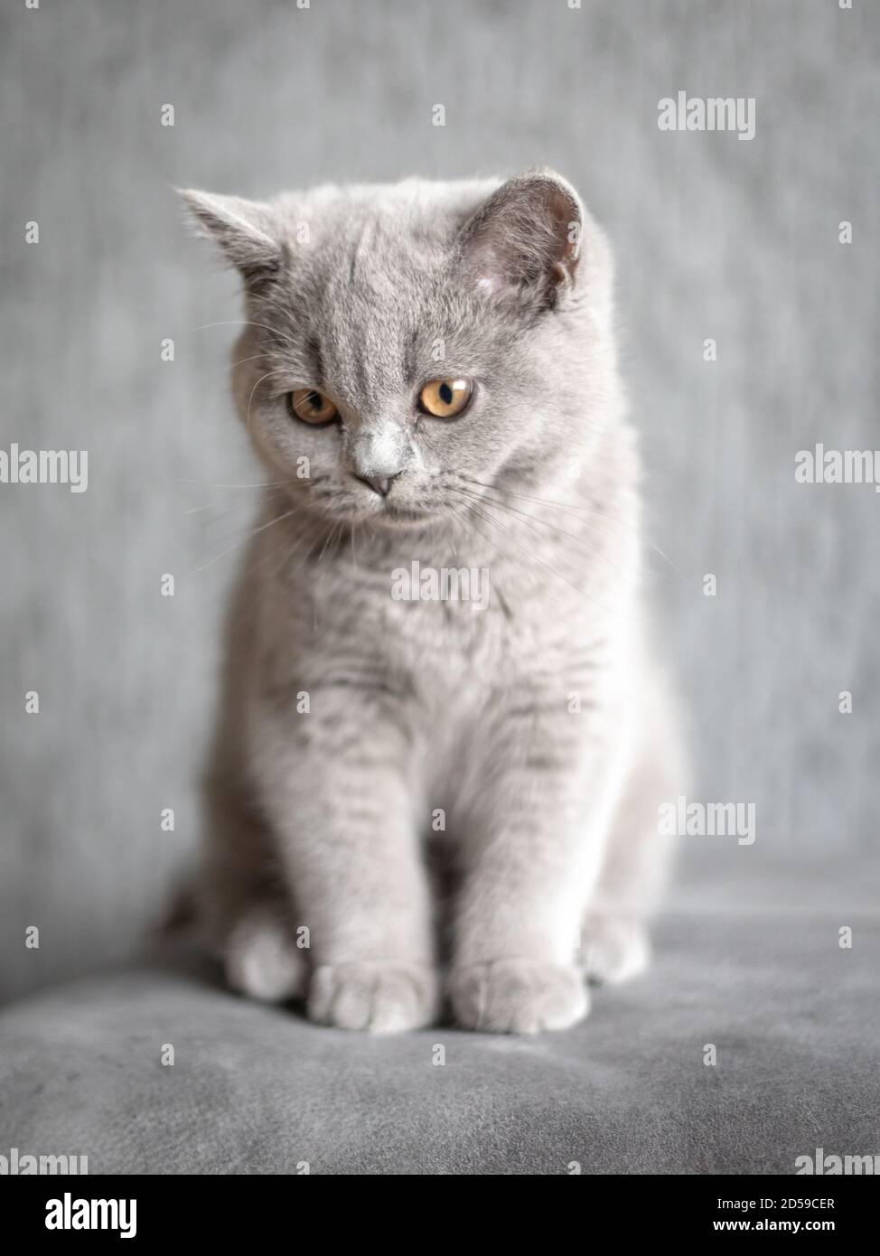 Porträt eines britischen Kurzhaar-blauen Kätzchens, das auf dem Teppich sitzt Stockfoto