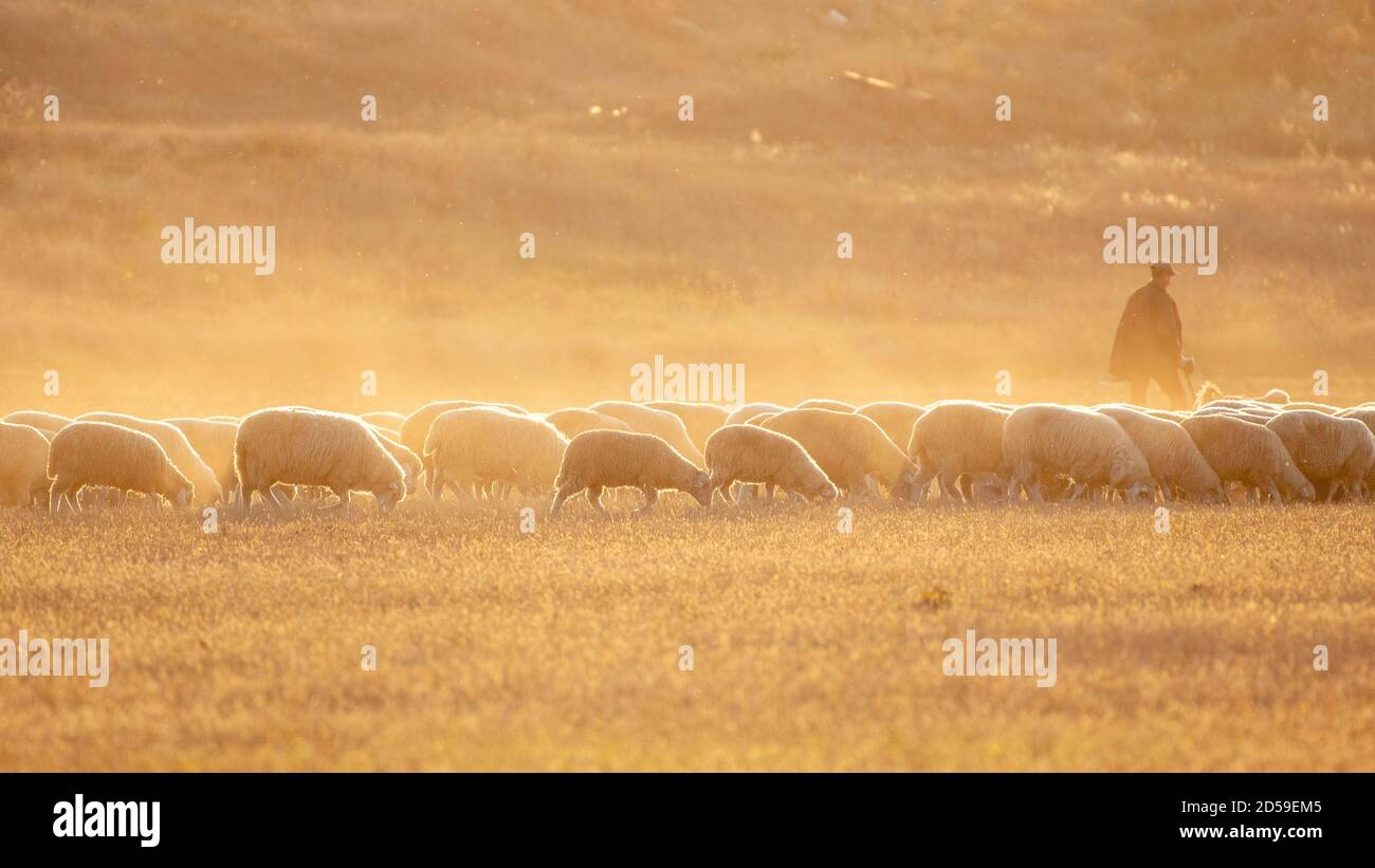 Eine Herde Schafe auf einer Wiese. In den schönen Strahlen der untergehenden Sonne. Stockfoto