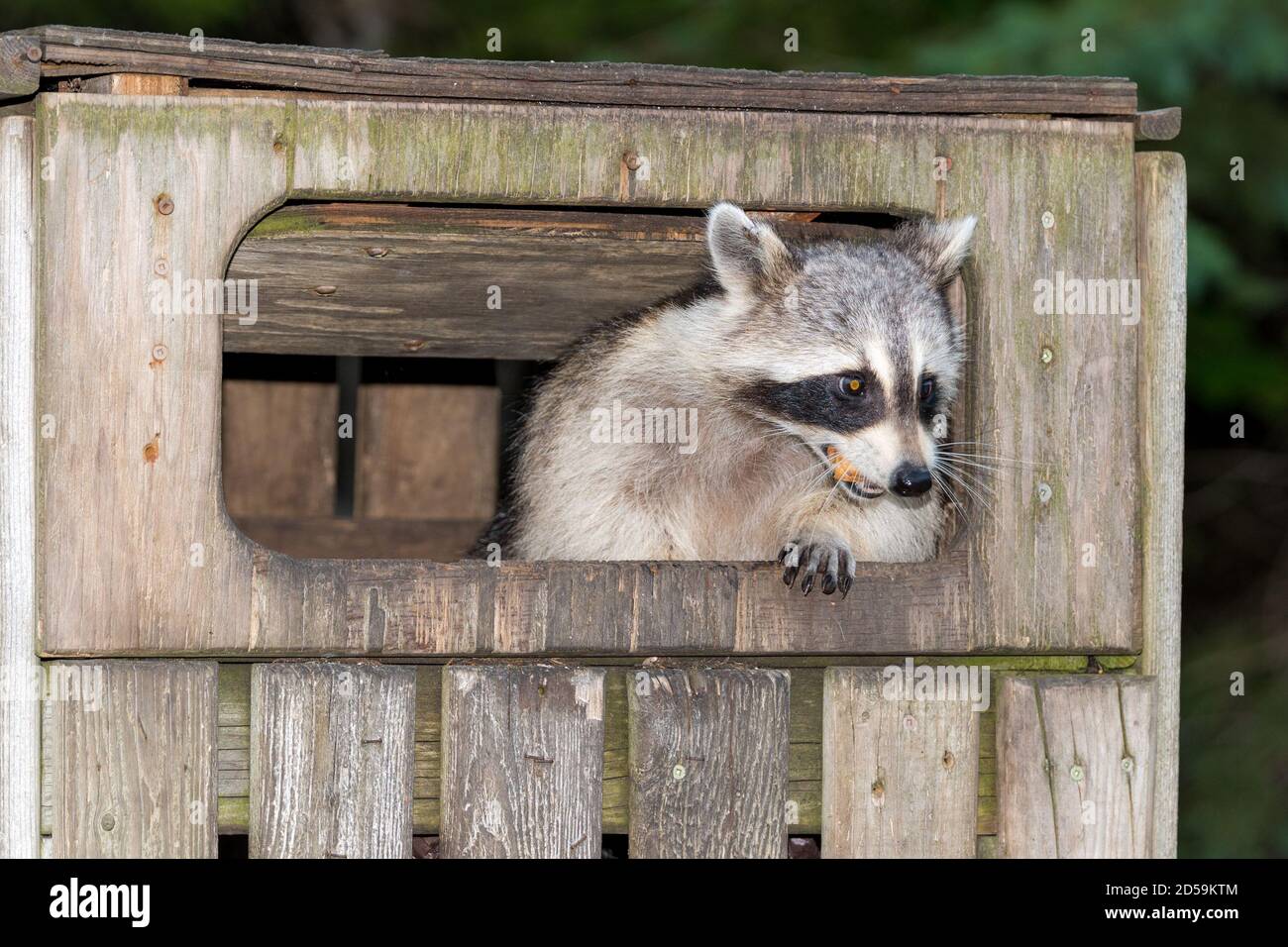 Ein Waschbär in einem Holzmüllbehälter.der Behälter hat vorne eine Klappe, die vom Waschbär offen gehalten wird. Er hat Essen im Mund. Stockfoto