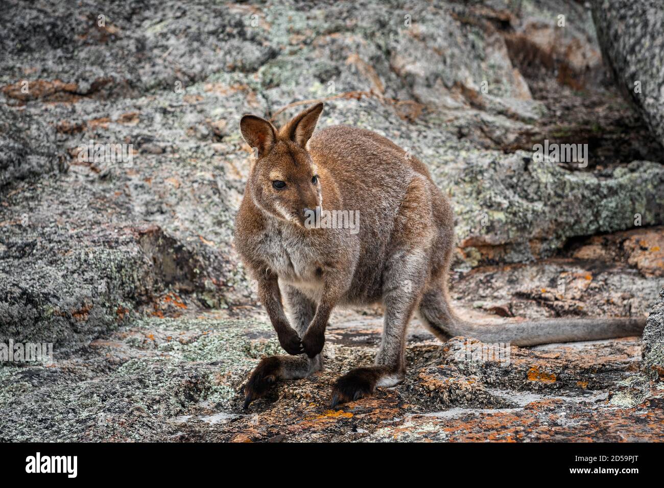 Rothalswallaby in den gemäßigten südlichen Teilen Australiens. Stockfoto