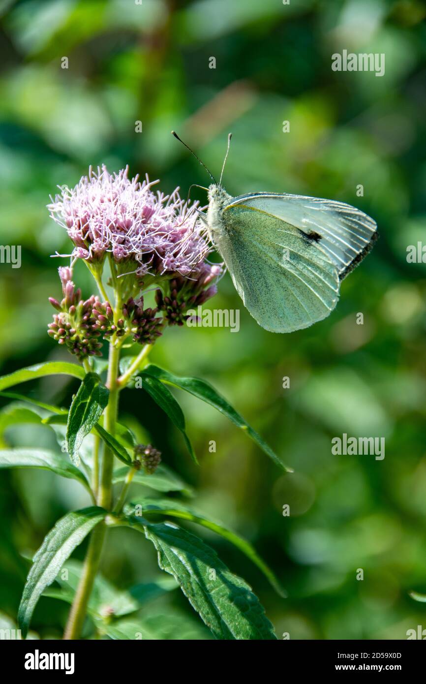 Großer weißer Schmetterling auf Hanf-Agrimony bei Coleton Fishacre Stockfoto