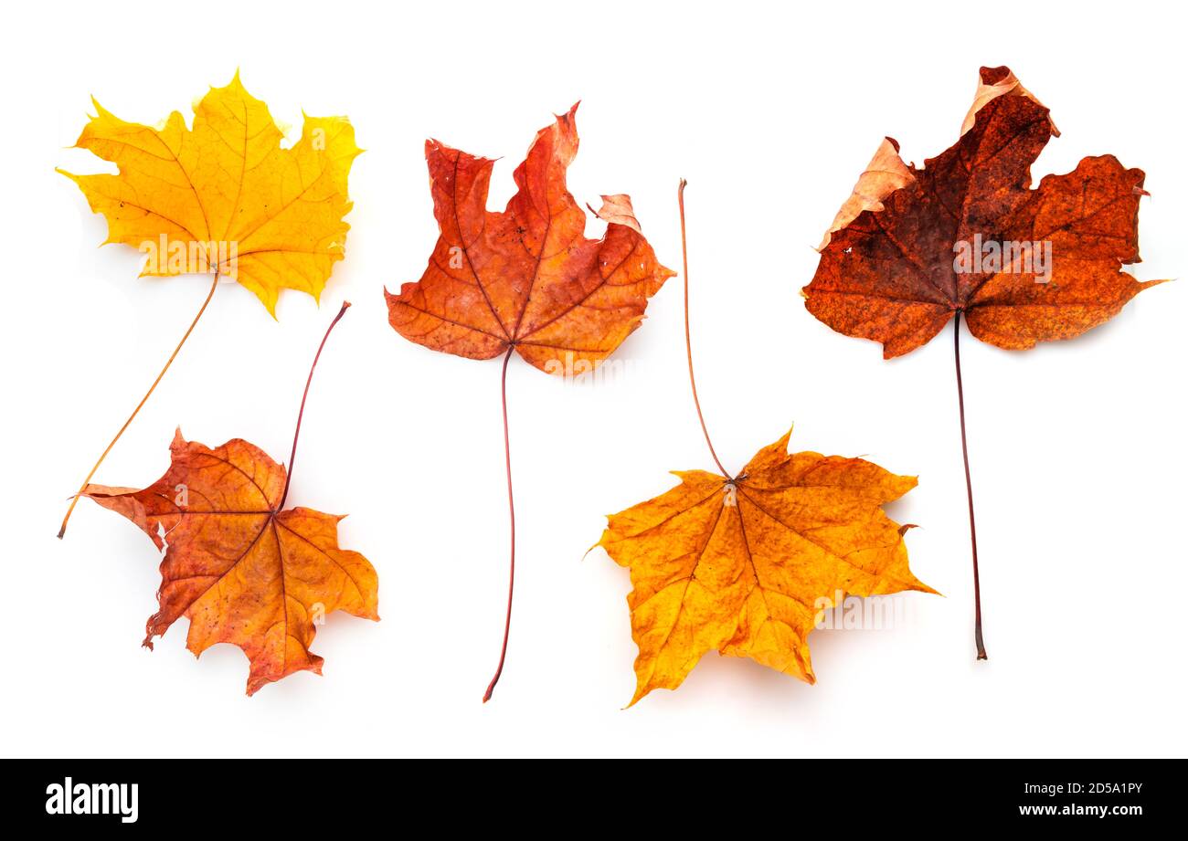 Herbst Ahorn rot gelb Blätter isoliert auf weißem Hintergrund Stockfoto