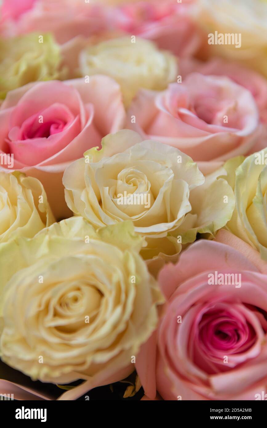 Sommer blühende zarte rosa Rosen Stockfoto