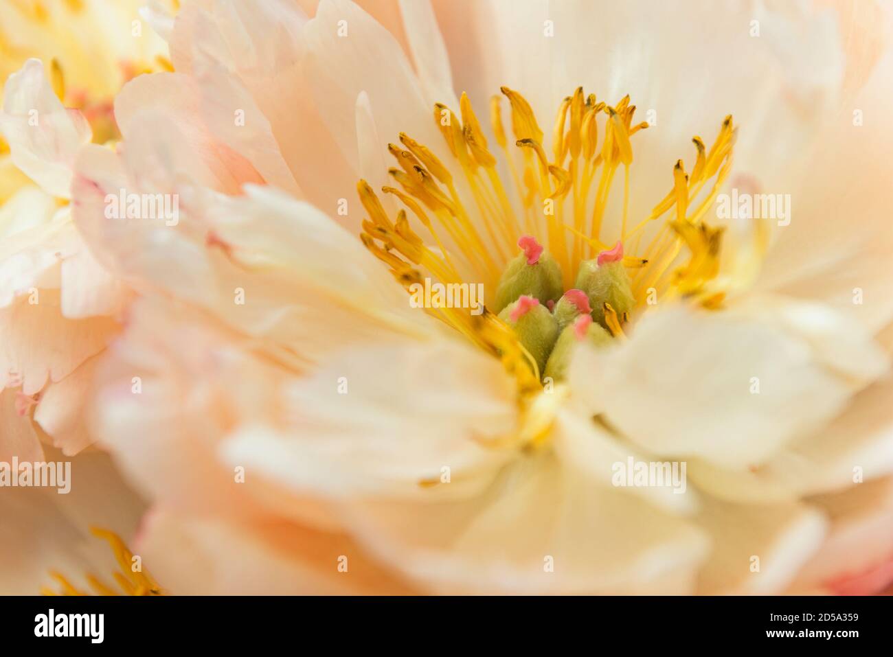 Weiße Pfingstrose Blüte, Makro Stockfoto
