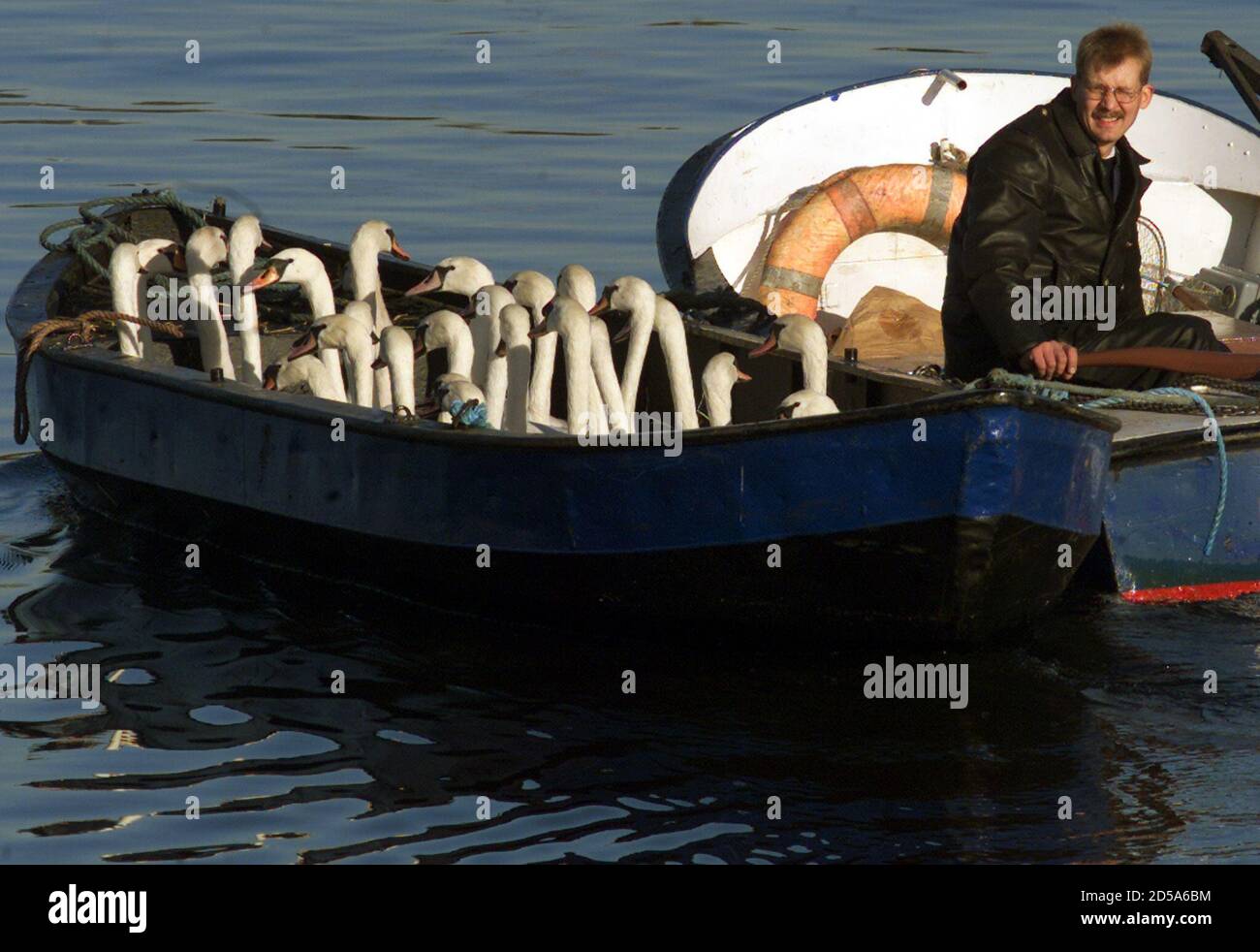 Olaf Niess, Sohn von Hamburgs so genannter "Wanfather" Harald Nies  transportiert Schwäne in einem Boot, nachdem er und ratsarbeiter im  November 15 die Vögel von Hamburgs innerstädtischer Alster aufgerundet  hatten. Jedes Jahr