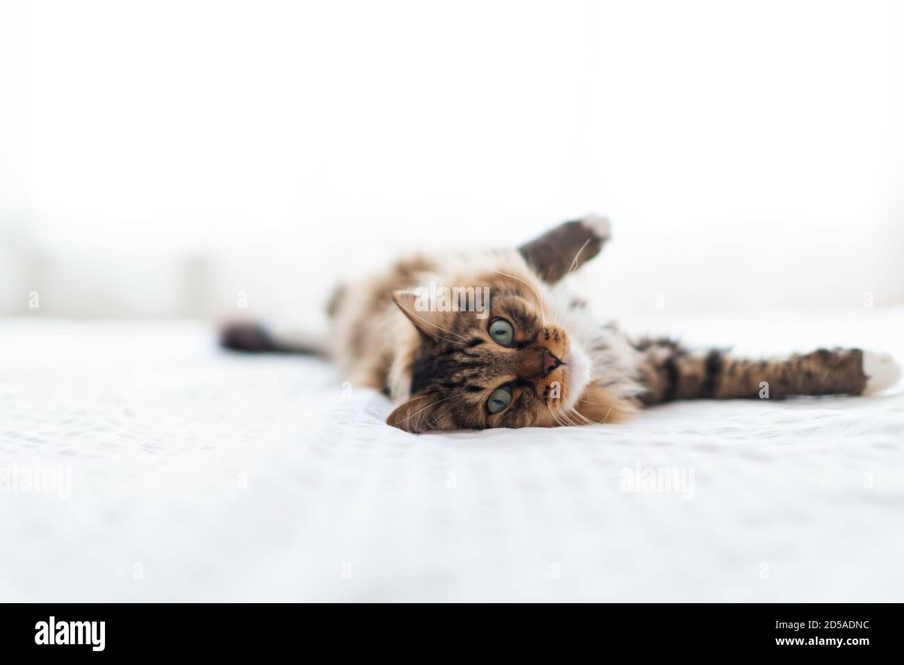 Graue Katze auf Bett liegend Stockfoto