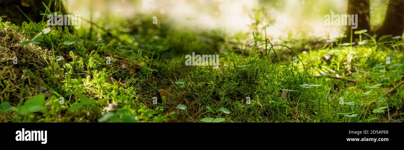Panorama Wald Atmosphäre Moos Blätter Wurzeln Gras Nahaufnahme Makro Unscharfes Hintergrundbokeh Stockfoto