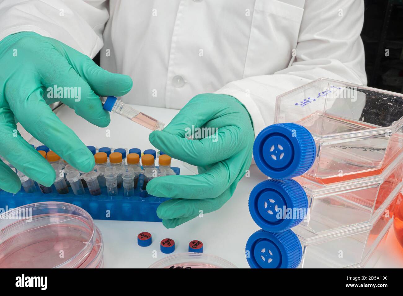 Wissenschaftler, die an sars-COV-2 Coronavirus covid-19 auf einer Petrischale im Labor arbeiten, konzeptuelles Bild Stockfoto