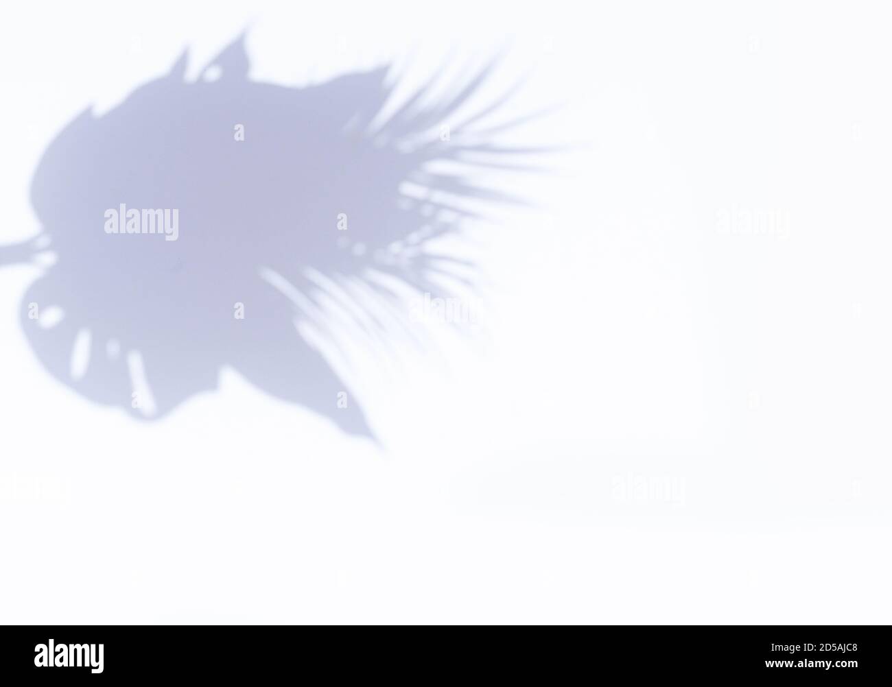 Schatten der Blätter an der Wand Stockfoto