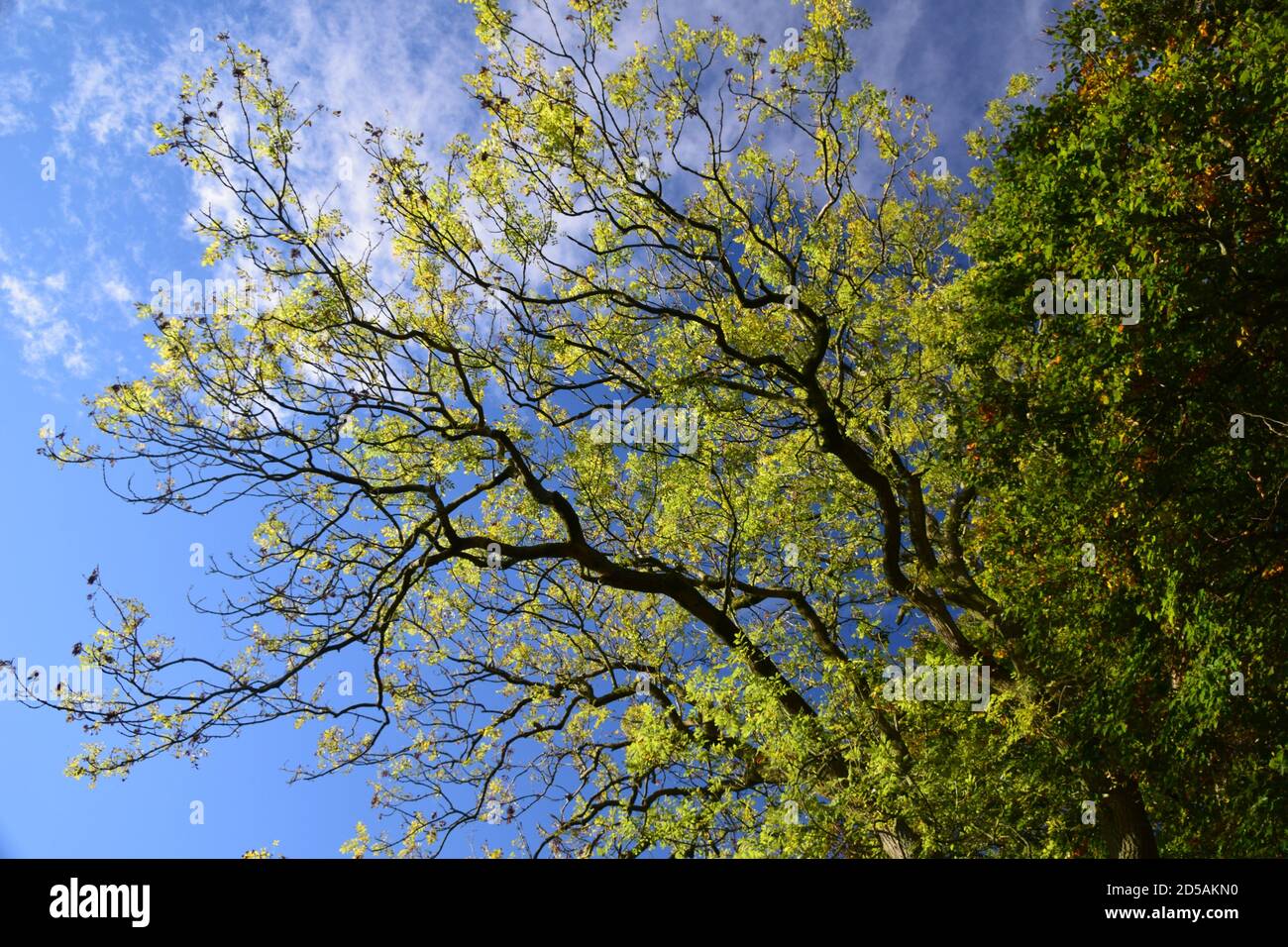 Reife Eschenäste, die an einem blauen Himmel stehen Stockfoto