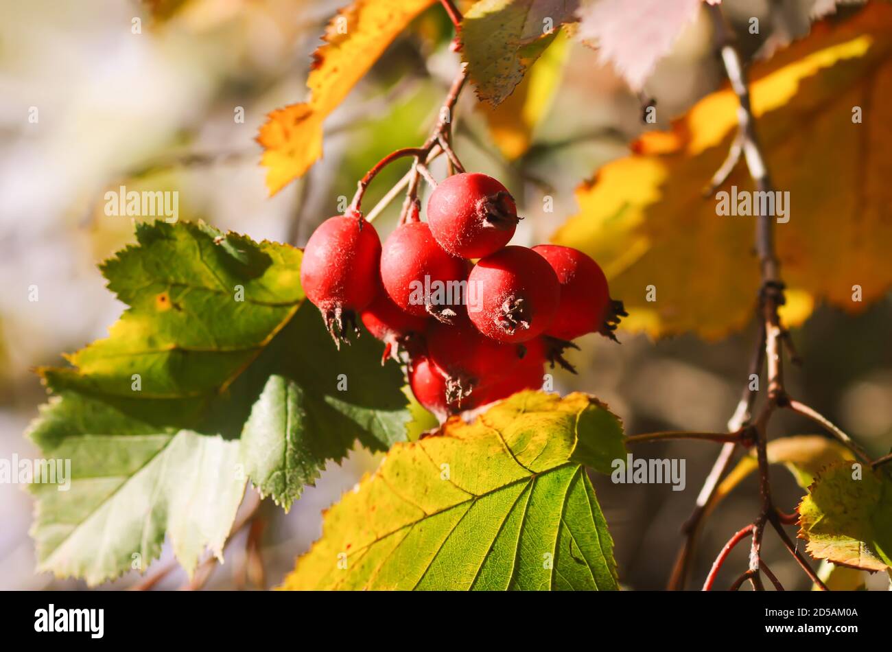 Crataegus monogyna oder einsaat Weißdornpflanze mit reifen roten Früchten auf Ästen. Stockfoto