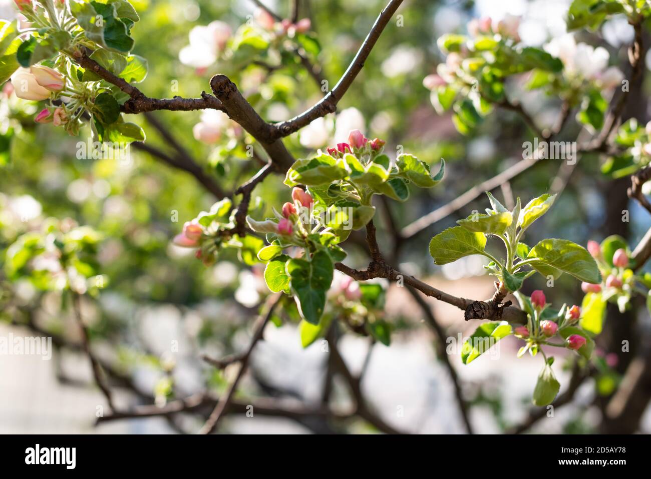 Schöner Apfelbaum Zweig mit Sonne Stockfoto