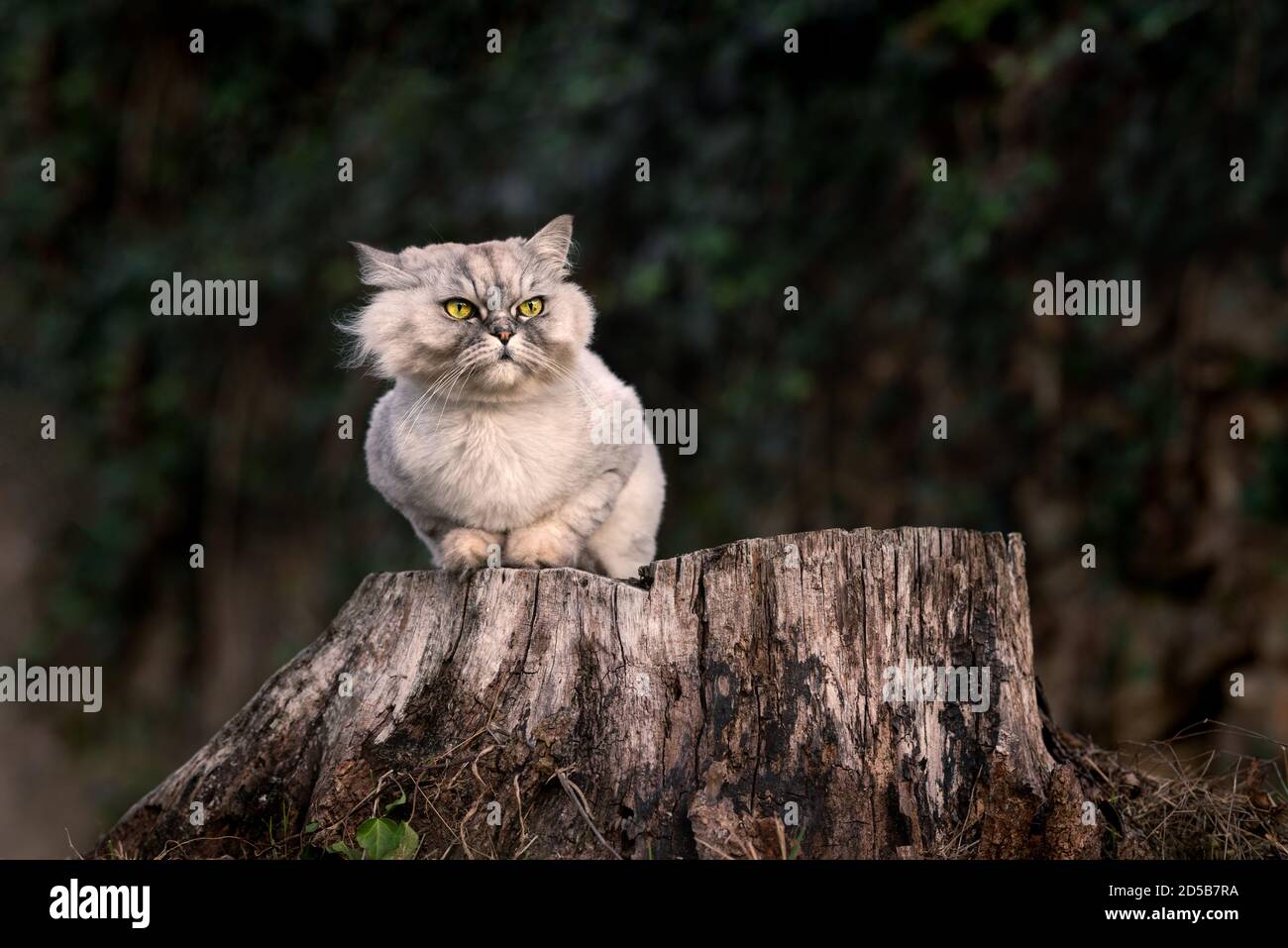 Serious grau gepflegt persischen Chinchilla reinrassige Katze mit grünen Augen sitzen auf einem Baumstumpf draußen im Wald und freuen uns. Stockfoto