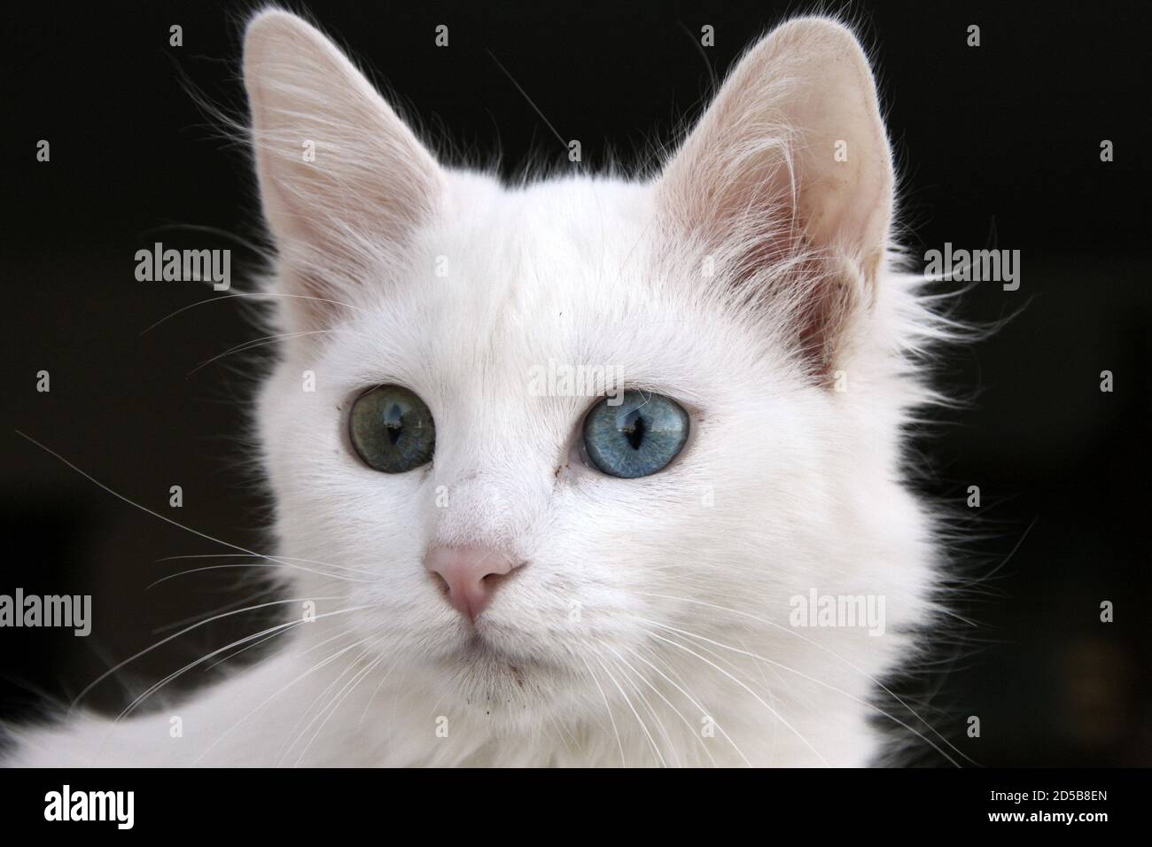 Van Katze, Türkei, nur eine weiße und eine blau-grüne Augen, niedliche Katzen, die in Van Stockfoto