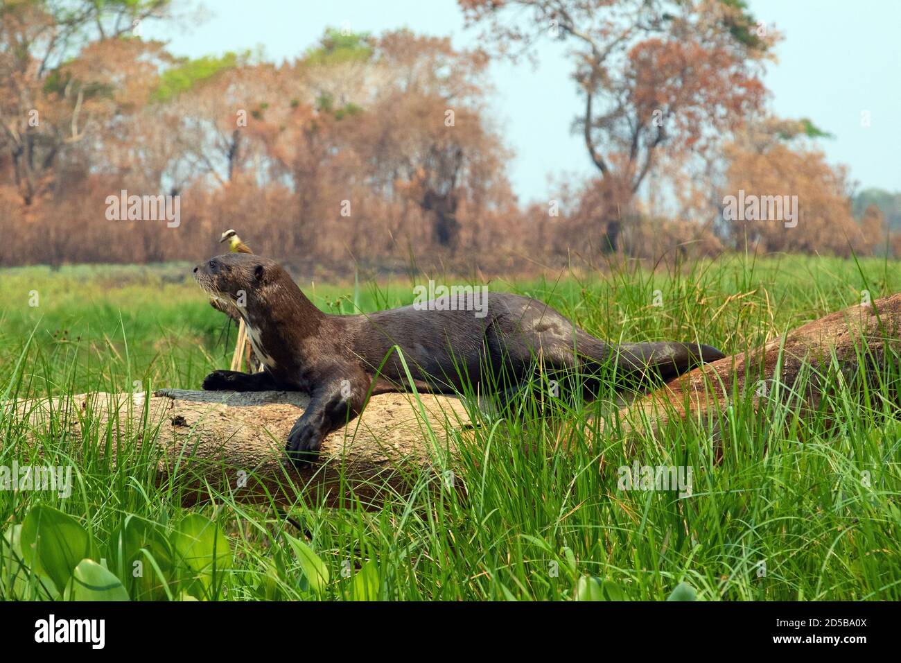 CORUMBÁ, MS - 03.10.2020: VERBRENNUNG IM PANTANAL MT - Riesenotter ruht auf einem gefallenen Stamm im Pantanal Mato-grossense, mit der im Hintergrund verbrannten Vegetation (Foto: Daniel De Granville/Fotoarena) Stockfoto