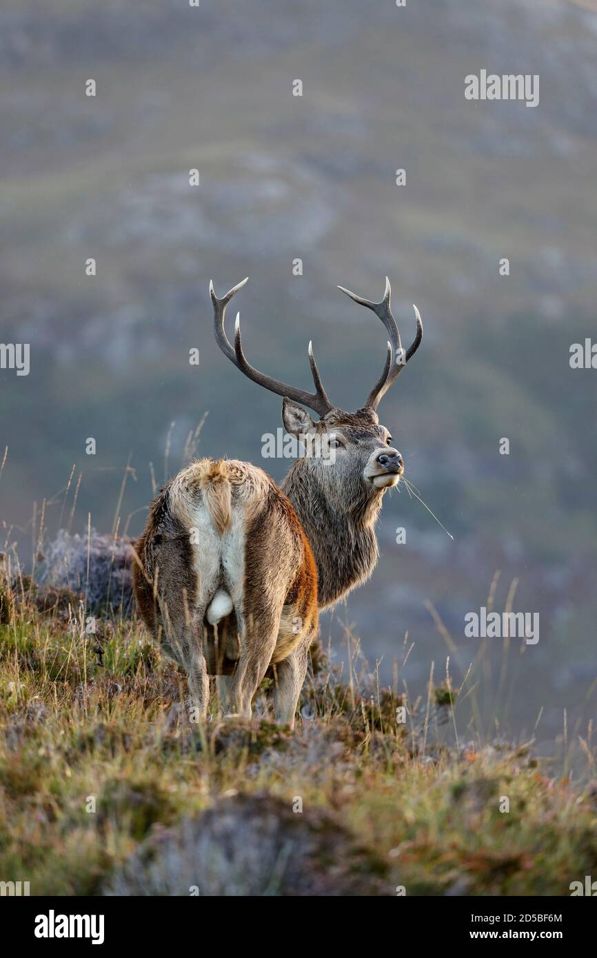 Red Deer (Cervus elaphus) Stag in the Rain during the Rut, Schottland, Großbritannien Stockfoto