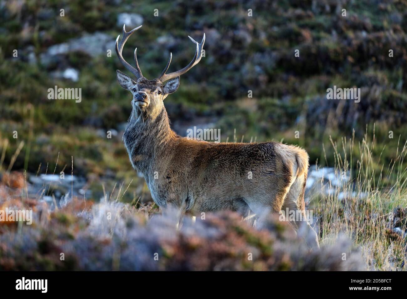 Red Deer (Cervus elaphus) Stag in the Rain during the Rut, Schottland, Großbritannien Stockfoto