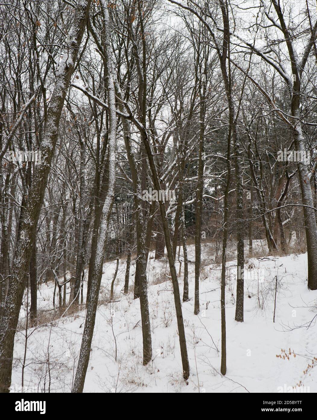 University of Michigan Nichols Arboretum im Winter Stockfoto