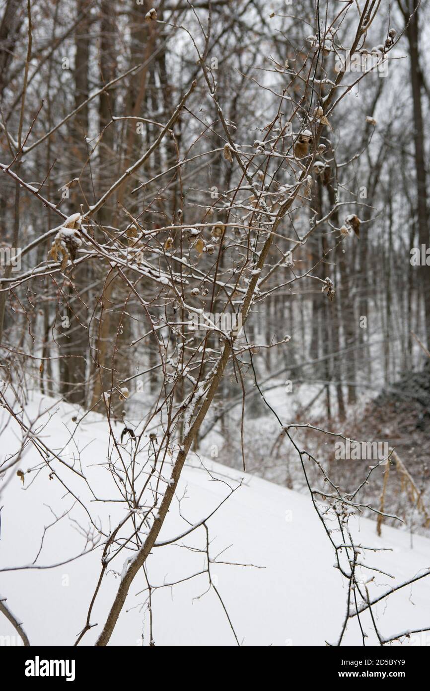 University of Michigan Nichols Arboretum im Winter Stockfoto